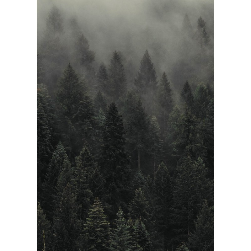 Poster • Forest in fog