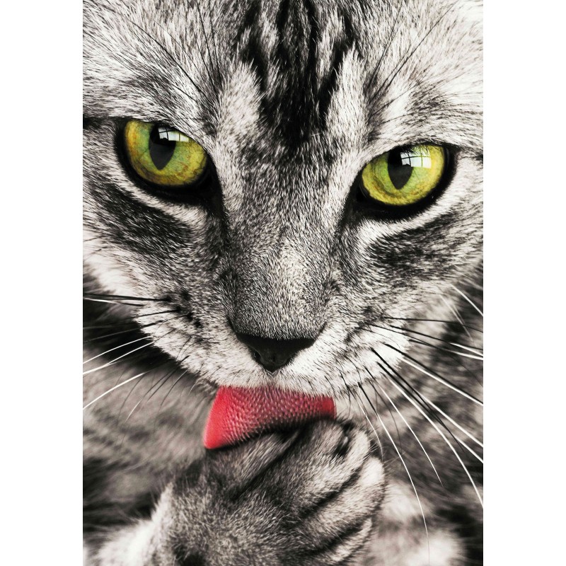 Plakat • Koty
